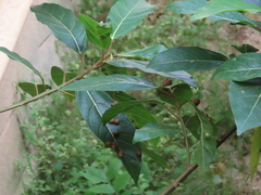 Magnoliopsida