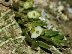 Gastrochilus formosanus