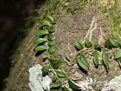 Gastrochilus formosanus