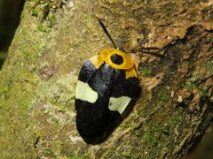 Eushelfordia pica