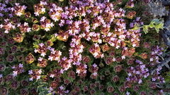 Thymus camphoratus