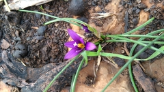Romulea tempskyana
