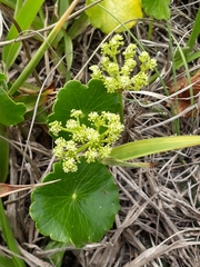 Hydrocotyle bonariensis