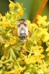 Polymerus vulneratus