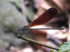 Polythoridae