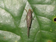 Stenodorsus extenuatus