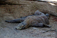 Varanus komodoensis