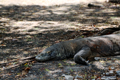 Varanus komodoensis