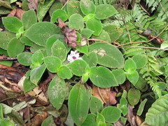 Episcia fimbriata