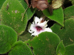 Episcia fimbriata