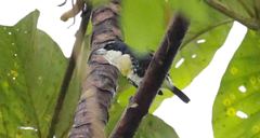 Capito maculicoronatus