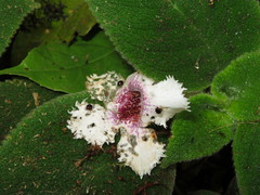Episcia fimbriata