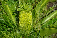 Eucomis autumnalis clavata