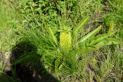 Eucomis autumnalis clavata