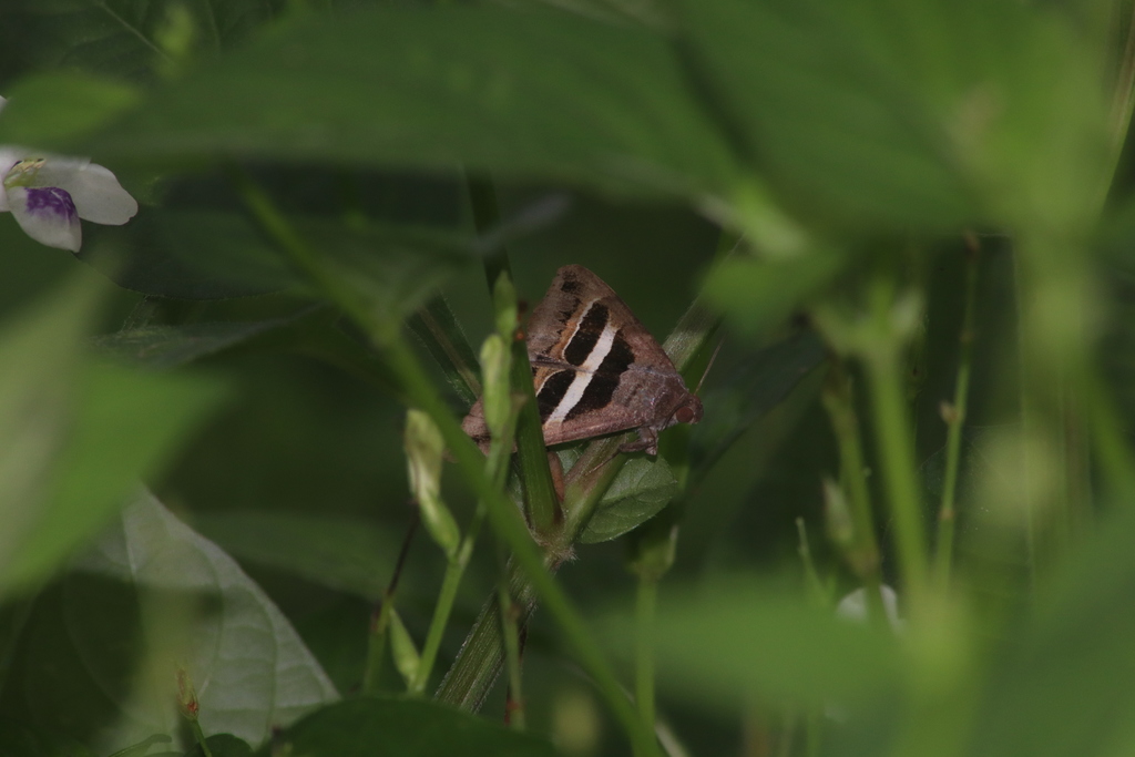 Geometrical Lines (Grammodes geometrica)