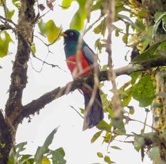 Trogon comptus