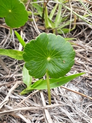 Hydrocotyle bonariensis