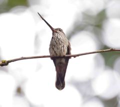 Androdon aequatorialis