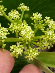 Hydrocotyle bonariensis