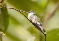 Androdon aequatorialis