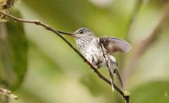 Androdon aequatorialis