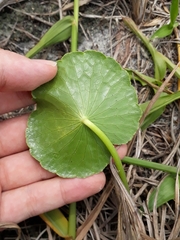 Hydrocotyle bonariensis