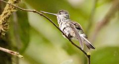 Androdon aequatorialis