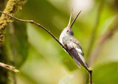 Androdon aequatorialis