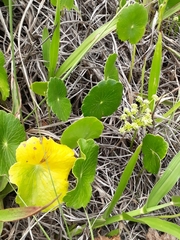 Hydrocotyle bonariensis