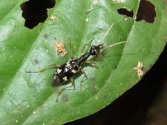 Colliuris flavipes
