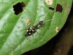 Colliuris flavipes