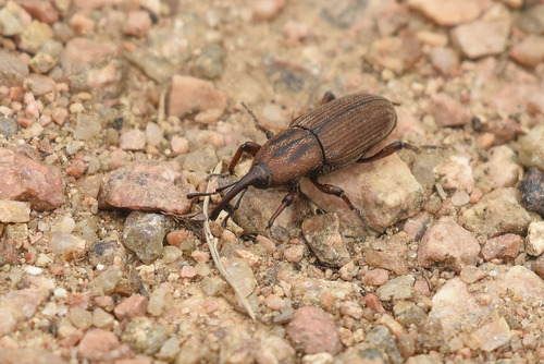 Bicudo-da-cana-de-açúcar
