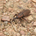 Sphenophorus levis - Photo (c) Mauricio Silvera,  זכויות יוצרים חלקיות (CC BY-NC), הועלה על ידי Mauricio Silvera