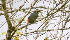 Pteroglossus torquatus