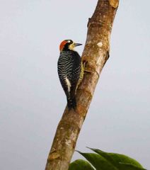 Melanerpes pucherani