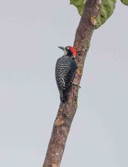 Melanerpes pucherani