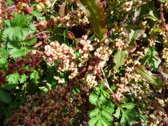 Rumex rupestris
