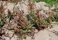Rumex rupestris