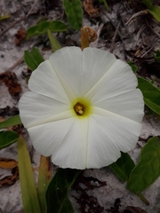 Ipomoea imperati