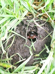 Heterogomphus dilaticollis