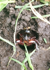 Heterogomphus dilaticollis
