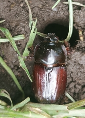 Heterogomphus dilaticollis