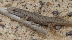 Trachylepis variegata