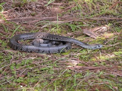 Cubophis cantherigerus