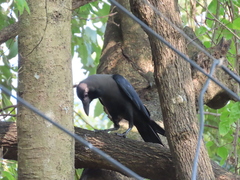 Corvus splendens