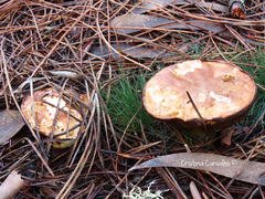 Suillus variegatus