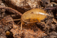 Compsodes cucullatus