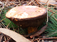 Suillus variegatus