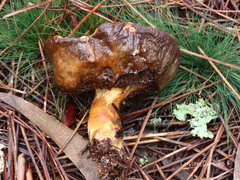 Suillus variegatus