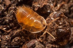 Compsodes cucullatus